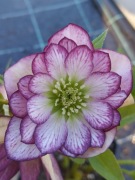Ciemiernik Helleborus 'Peppermint Ice' 67