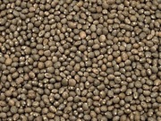 Łubin słodki worki 20kg zbiór 2025