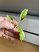 Philodendron Strawberry Shake