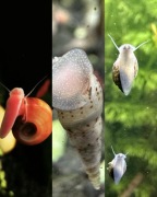 Mix ślimaków akwariowych! 3 gatunki 45 sztuk !!