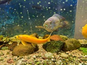 Pielęgnica Niebieskołuska ok 12cm