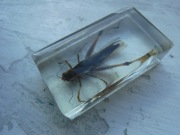 Konik polny w żywicy syntetycznej ZOBACZ 