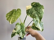 Monstera Thai Mutation hydroponika platinum 