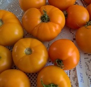 Pomidor Złoty Ożarowski nasiona kolekcjonerskie