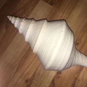 Muszla morska Syrinx aruanus XXL 52,0 cm WHITE BONE