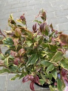 Kiścień Firestar kolekcjonerski