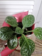 Skrętnik Pretty Turtle