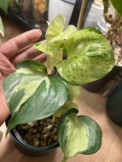 Epipremnum happy leaf