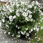 Ketmia Syryjska. Hibiskus biały. Sadzonka