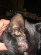 Akcesoria dla psa i kota odkupię smycze miski itp