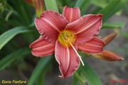 Hemerocallis / Liliowiec: Eenie Fanfare