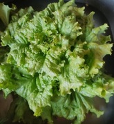 Kolekcjonerskie nasiona sałaty zimujacej 