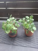 Peperomia rana verde