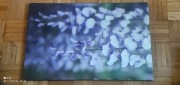 IKEA GRÖNBY Obraz na płótnie (Canvas) - Lupen Grainne - Glicynia