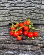 CHERRY AKKORDEON  Pomidor Kolekcjonerski 