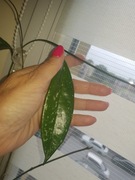 Hoya AH074 Silver  hoja cięta 