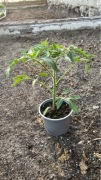 Sadzonka pomidora Abruzzo