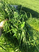 Mieszanka gorzowska poplonowa OSEVA (10kg) poplon