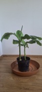 Bananowce musa basjoo