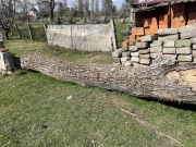 Orzech włoski 2 m3 na meble live edge monolity Pień i Karpa korzeniowa