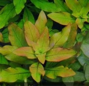 Ludwigia polycarpa, sadzonka ok. 8-15 cm, hodowla podwodna