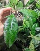 Hoya Meredithii Poring Hot Springs