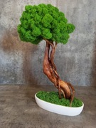 Drzewko bonsai. Mech Chrobotek.Prezent. Dekoracje wnętrz 
