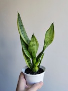 Sansevieria gwinejska - roślina doniczkowa