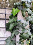 sadzonka bluszcz dobrze ukorzeniona zimozielona