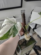 Monstera variegata PALIK 