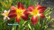 Liliowiec Ruby Spider