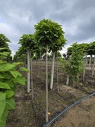 Catalpa Nana/Katalpa na pniu kula zielona HIT 6-letnia