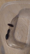 Isopody Porcellio laevis black