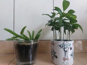 Sadzonka pitaji smoczy owoc lub pomarańcza