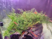 Mech jawajski łatwa w uprawie roślina do akwarium duża porcja 