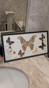 Pokaźna kolekcja motyli – 33 okazów w eleganckiej ramce