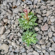 Skalnica / Saxifraga Thomas Ainsworth