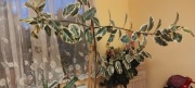 Piękny kwiat doniczkowy Ficus elastica Tineke 