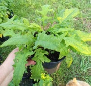 Przegorzany sadzonki dwuletnie w doniczkach 1-2 l