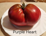 POMIDOR PURPLE HEART karłowy - 10 nasion kolekcjonerskich HIT DONICE BALKON