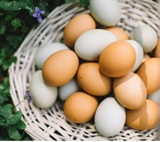 Jaja wiejskie z wolnego wybiegu. 10szt.