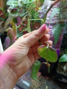 Philodendron hederaceum Oxycardium Variegata=szczyt cięty