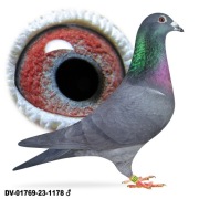 Młode para 10 oryg A&W Drapa Inbred Black Widow Czarne