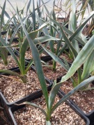 Juka faxoniana sadzonka