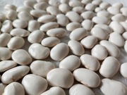 Fasola Jaś karłowy 10 kg od rolnika wysyłka 