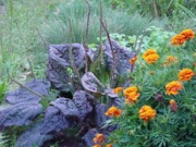 Babka zwyczajna Rubrifolia - czerwonolistna