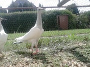 Srebrniak Ozdobne Młódki 2025