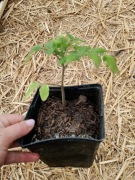 Sadzonka - Pomidor koktajlowy , wysoki eko