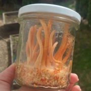 Grzyb Kordyceps - Cordyceps Militaris - Maczużnik Bojowy - Słoik do uprawy
