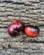 AURORA BLUE POMIDOR KOLEKCJONERSKI 